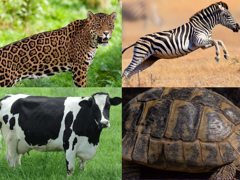 Pesquisa de referências e moodboard